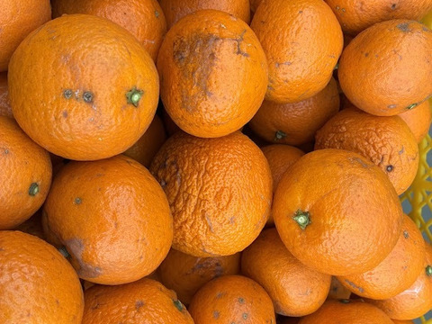 【家庭用】春に楽しむ、さっぱりジューシーなみかん、なつみ。