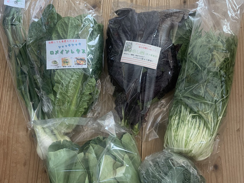 【福袋】玉ねぎ6kg🧅とその他葉物野菜など5種類以の上野菜セット