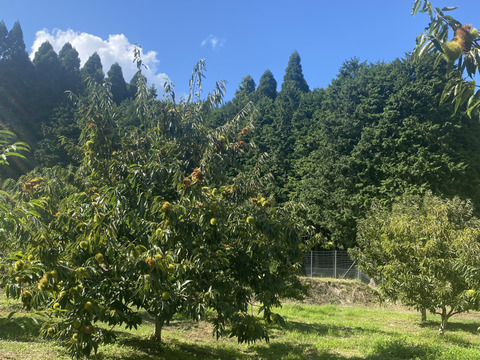 むき栗　200g ✖️ 2袋