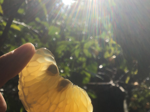 農薬不使用【自然栽培の木成り八朔】10kg(箱込）和歌山県産