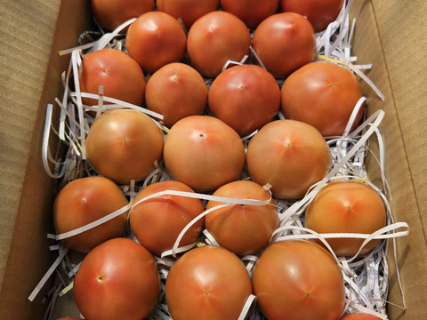 おいしさと環境配慮のハーモニ―『The夏秋とまと』(夏/赤-ピンク/A品/4キロ前後)