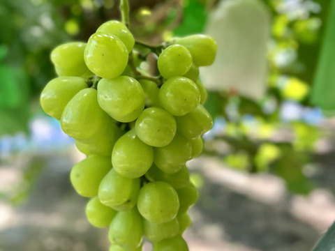 【ワケあり】家庭用シャインマスカット1kg(2~3房)