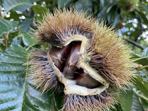 ニシダさん専用商品　くまもと県阿蘇産　利平　サイズ大（１キロ）利平特大２キロ