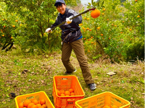 【有機JAS認証】尾鷲甘夏5kg　むいた瞬間、春が来る。