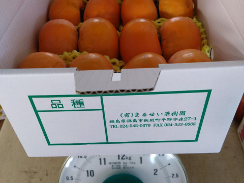 まるせい果樹園の柿　刀根早生　訳あり　2.5キロ　（8～16個）自家用　家庭用 kt1