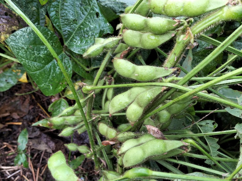 【今が旬！！！】太陽のエネルギーが詰まった丹波の黒豆枝豆（500グラム)