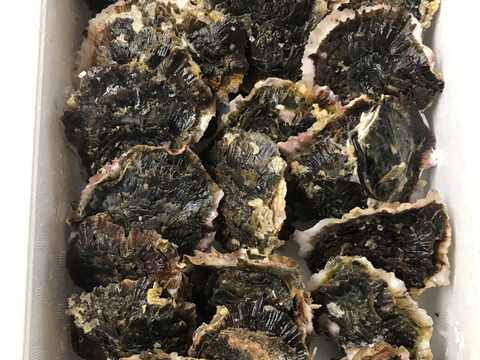 家族でバーベキューをしよう！夏が旬の岩牡蠣約2.5kg（約15個）