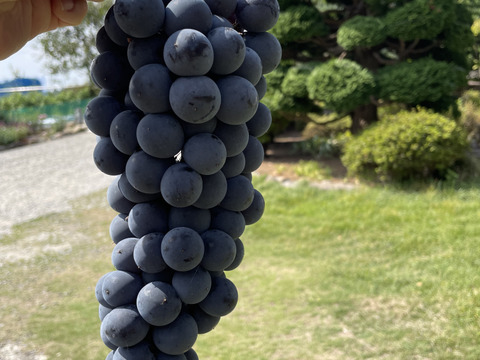 【農薬節約栽培】種ありベーリーA　2〜3房（約1kg）