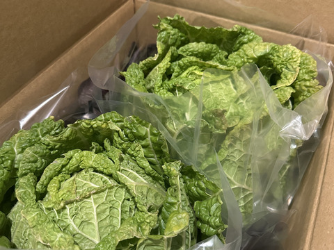 オレンジクイン白菜2玉+2品目　【漢方栽培】