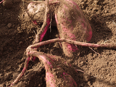 【農薬化学肥料不使用】ねっとり甘い！紅はるか さつまいも 1ヶ月熟成 箱込み2kg