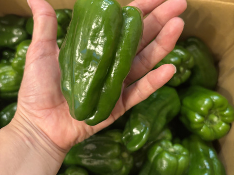 【ツヤッツヤ、たじまのピーマン】　朝採れ発送！　兵庫県香美町産「たじまのピーマン３ｋｇ」
