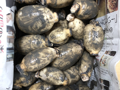 ＼旬／佐賀産★れんこん！大小2キロ。