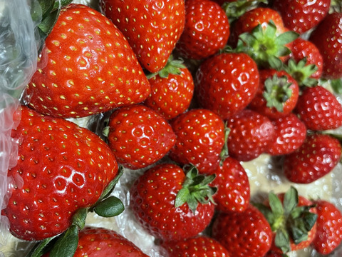 【訳あり！】あまりん大容量６５０ｇ以上