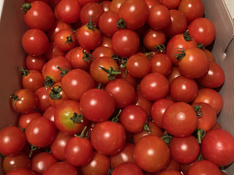 【高原育ちのフルーツミニトマト】サマー千果 2kg｜糖度8.3以上／八ヶ岳の恵み