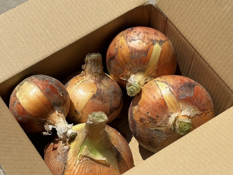 🉐【自然栽培】特大玉ねぎ2.5kg