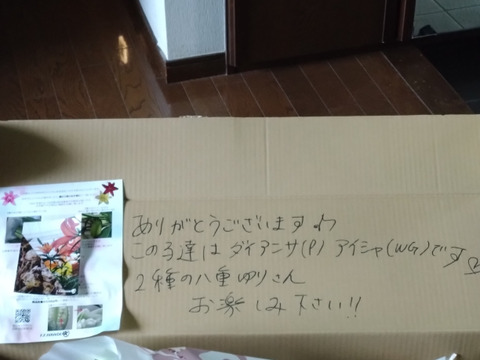 【母の月ギフト】■アイシャ3本束 ■白八重といったら不動の人気品種♥　数量限定で登場です！