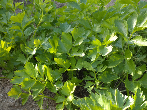 【単品☆メール便用】セロリ🌿スープセロリ🌿５本（５苗）🌿香り良いセロリ