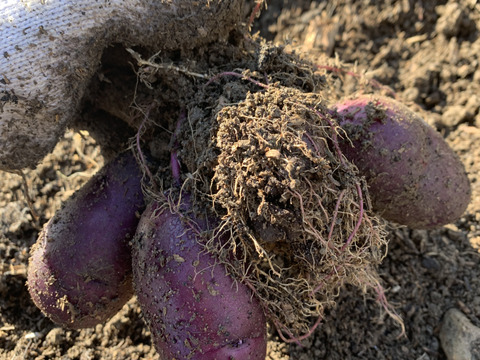 高野山麓精進野菜　農薬化学肥料不使用　訳あり！カラフルじゃがいも詰め合わせ