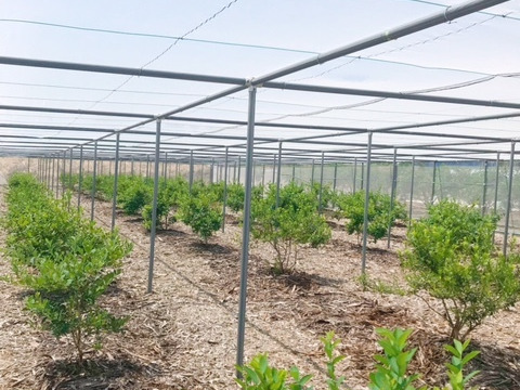 【大粒】【完熟】【農薬不使用】フレッシュブルーベリー (500g)