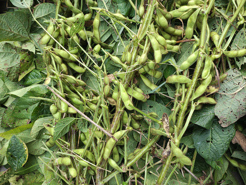 自然栽培 黒豆枝豆 朝採れたて １ｋｇたっぷり 京丹波産 送料メール便代350円