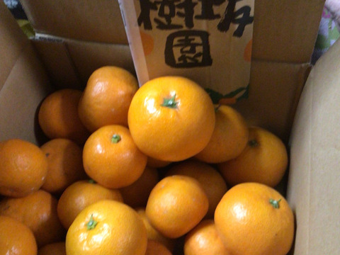 【10月中旬よりお届け】「ゆら早生」みかん　5㎏（サイズ混合）。