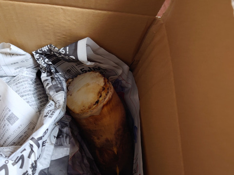 【3月中旬発送】鮮度抜群★朝どれ自然栽培たけのこ★3kg 収獲当日発送いたします♪