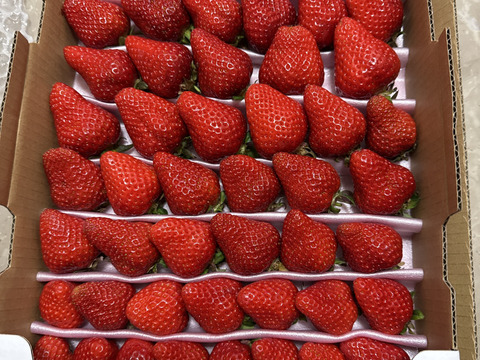 毎年1番人気！【訳ありお買い得！】サイズ、品種お任せ！不揃いイチゴ