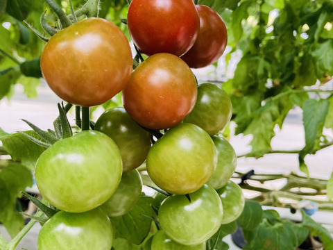 数量限定お値下げ！ミニトマト千果1K