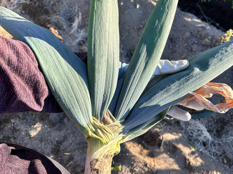 殿様も愛した「下仁田葱」2Lサイズ12本