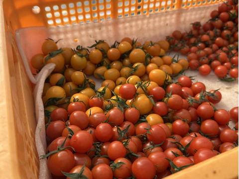 パリッと！新鮮！ミニトマト+ミディトマト詰め合わせセット 1.2kg【A-C品】