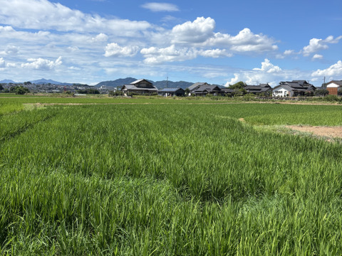 個数限定！【令和8年度】農家直送　熊本県産ヒノヒカリ　新米　農薬化学肥料除草剤不使用　自然栽培米　玄米30k