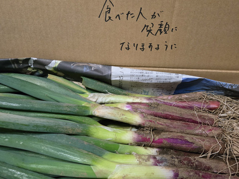 紅の葱】超貴重 茨城県産 赤ネギ ひたち紅っ子 3kg：茨城県産の