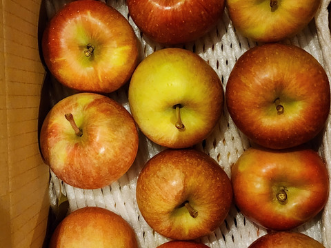 家庭用 訳あり 葉取らず 高徳 (こうとく)りんご 約6kg  家庭用 バラ詰め リンゴ 山形県朝日町産