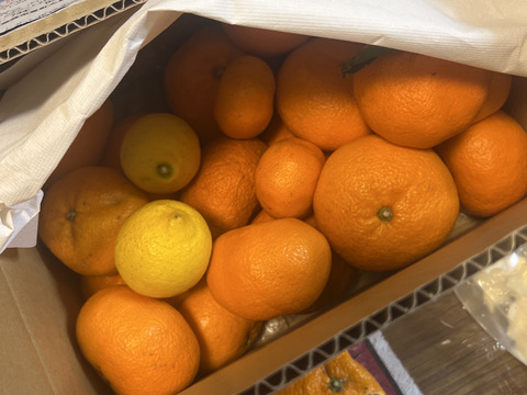 ジュース用訳あり品　甘くて濃厚青島みかん５ｋｇ（サイズ色々・糖度平均12度）