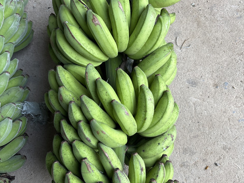 南国育ちの島バナナ（純）