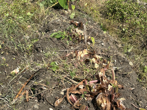 ホクホク！八つ頭(里芋の親芋、小芋)お正月のご馳走にも！(ご家庭用2Kg)
