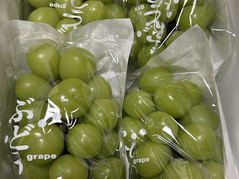 大好評♡朝採りシャインマスカット1.2kg箱（小粒・粒不揃いなど）