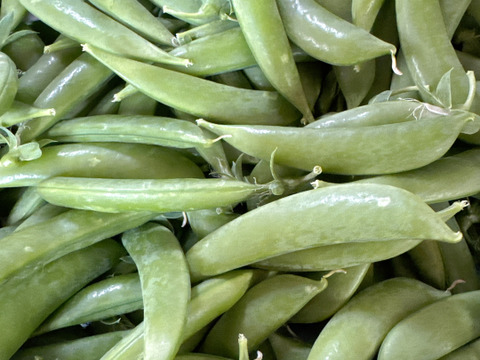 胡瓜とスナップエンドウのコラボセット‼️