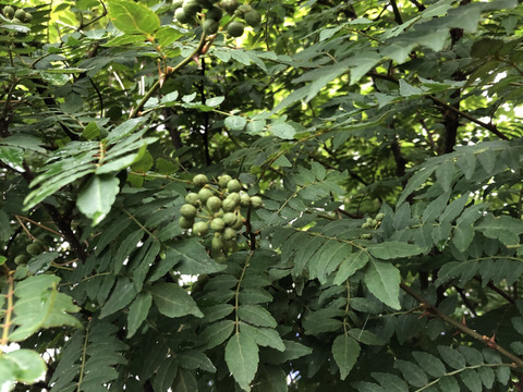 自然農栽培 山椒の実100グラム　山椒の葉もお入れしてお届けいたします採れたてをすぐ冷凍して、冷凍便でお送りいたします。