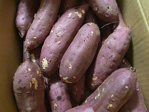 【紅はるか】茂賀屋のさつま芋 約5kg