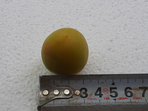 【南高梅】(2L)サイズ2㎏和歌山産「冷蔵便）