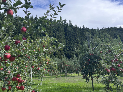 訳あり 小玉 シナノスイート 3ｷﾛ箱使用 13～16玉 長野県産
