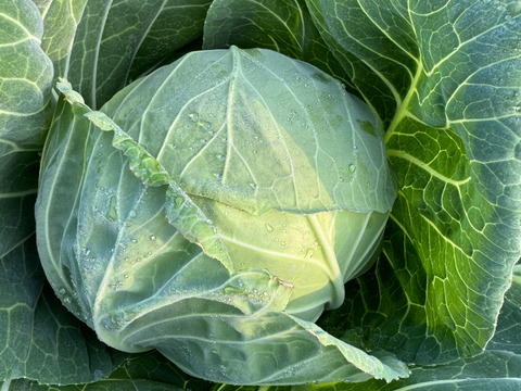 ミッキー様専用：兵庫県産の野菜セット｜食べチョク｜産地直送(産直)お