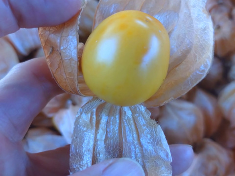 芳醇な香り♪フルーツほおづき　300g（24粒～30粒）