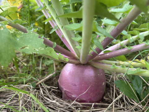 自然栽培 丹沢山麓の固定種・在来種野菜Sセット 4品種　農薬・化学肥料・動物性肥料は一切不使用  菌ちゃん農法