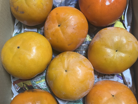 収穫最終期【富有柿訳あり5kg】和歌山・橋本産のオレンジの宝石✨　　
糖度最高レベルをお召し上がりください！！！