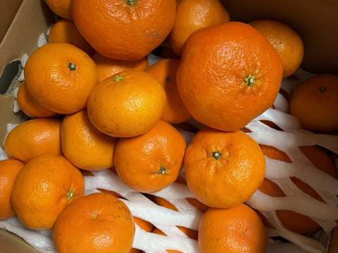 プリプリ＆シャキシャキ食感！甘平　10ｋｇ