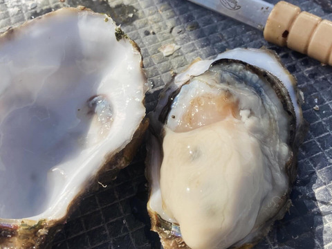 甘みと濃厚さ抜群の極上牡蠣！【OMAKI】50個入り