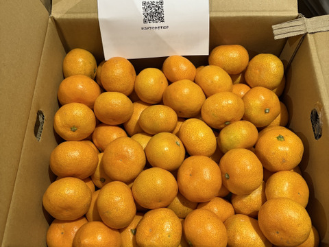 【食べチョクで１番売れてるみかんです！】夕やけみかん（5㎏）小玉（圧倒的人気のみかんです！）