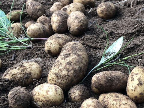 ※お買得【農薬・化学肥料不使用栽培】2025年産　青森県産　小粒(メークイン）　3ｋｇ